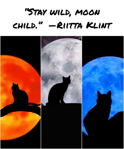 Cat Moon Halloween GIF