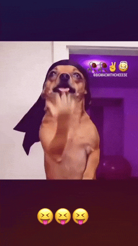 Dance Dog GIF