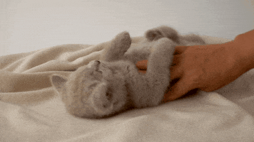 Cat GIF