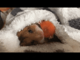 hamster carrot GIF