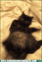 black cat GIF