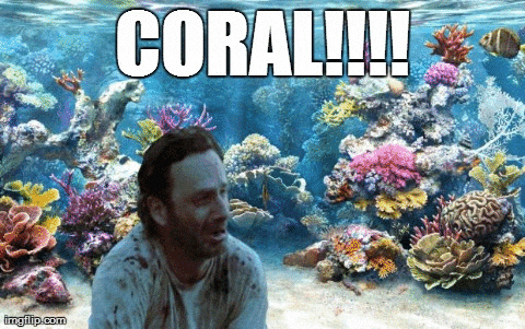 coralation meme gif