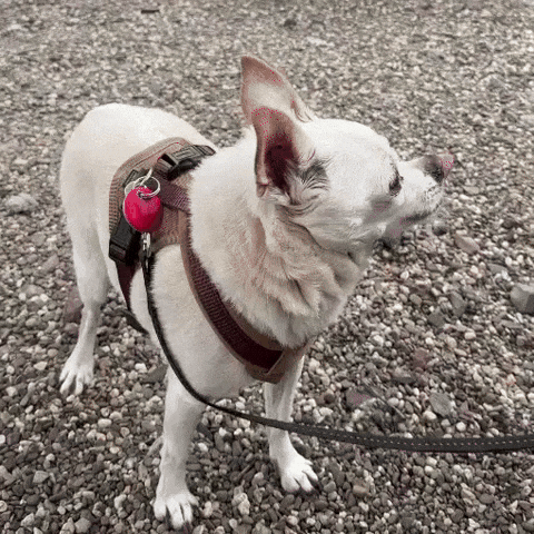 BOGGL GIF