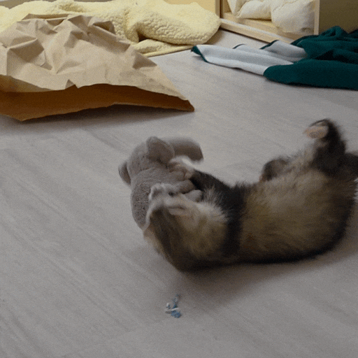 Ferret GIF