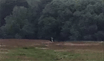 Run Running GIF