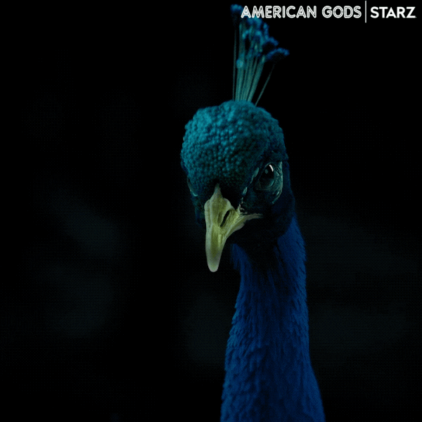 Starz Peacock GIF por American Gods