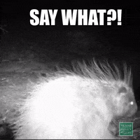 200.gif