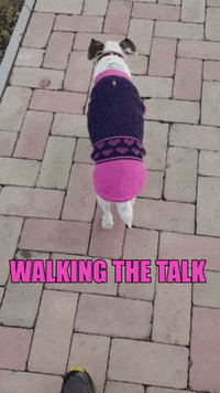Dog Walk Gifs Get The Best Gif On Giphy Dog Walk Gifs Get The Best Gif On Giphy