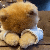 Dog Hide Gif By Jiffpom Find Share On Giphy