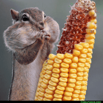  food eating hungry squirrel corn GIF