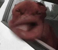 pic Funny Dogs Pfp funny dogs gif by nat geo wild find
