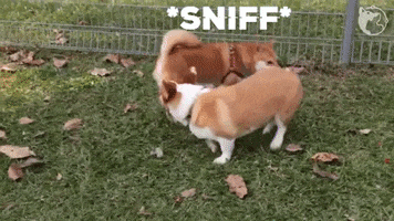 Dog Sniff GIF by WoofWaggers
