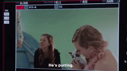 Taylor swift cat GIFs , Get the best GIF on GIPHY