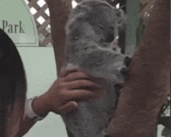 PazarGastrogaleri GIF