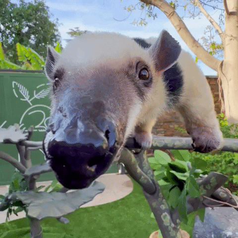 Tree Nose GIF by San Diego Zoo Wildlife Alliance
