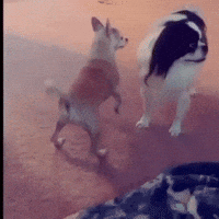 Dog Funny Clips - Find & Share on GIPHY
