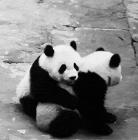 pandas hugging gif