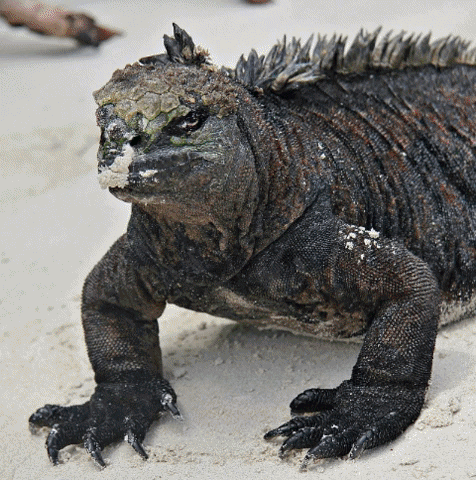 Roamfamilytravel GIF