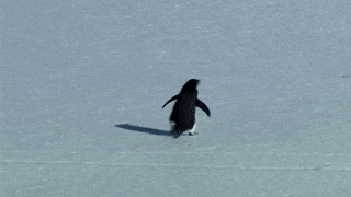 penguin herzog GIF