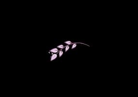 Boysenberry GIF