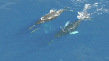 Marine Life Dolphins GIF by Oceana