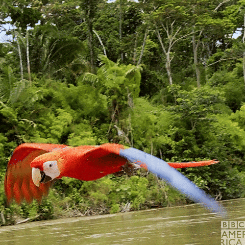 David Tennant Birds GIF by BBC America
