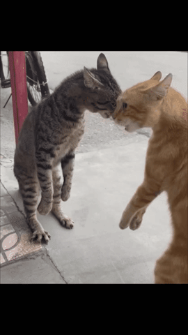 Cat GIF