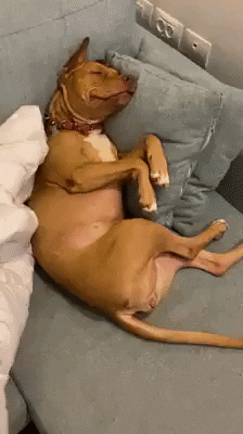Video gif. A pit bull is curled up in the corner of a couch sleeping. Its owner then tucks it in with a white blanket. 