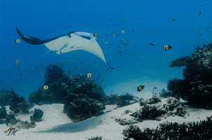 Scuba Junkie GIF