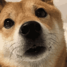 Shiba GIF