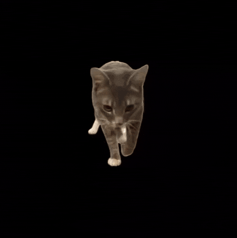 Funny Cat GIF