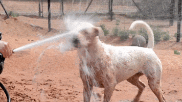 Dog Save Them All GIF by Best Friends Animal Society