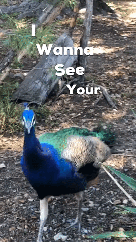 Wild Animal Peacock GIF by Triton_CopyWriting