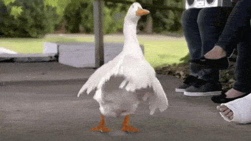 https://media0.giphy.com/media/jsevSrcpt7Fe/giphy.gif