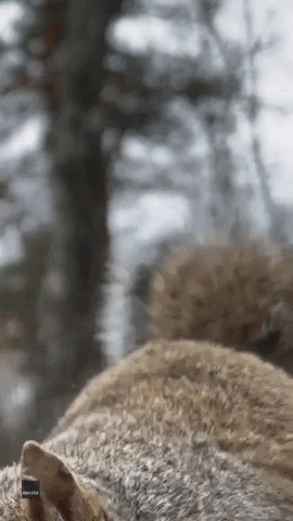 Squirrel Nuts GIF by Storyful