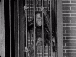 Monkey GIF