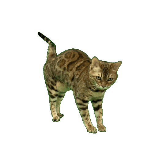 Bengal Cat Sticker by Kitty Fuchs