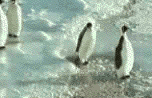 Wollte kurz mal die Community informieren, dass heute Welt-Pinguin-Tag ist 🐧 Gern geschehen 💁🏼‍♂️