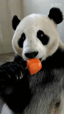 giphy.gif?cid=4bf119fc5ce4360c4d74617545eadc49&rid=giphy.gif