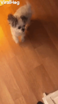 Tiny Dog Does Toothbrush Tap Dance