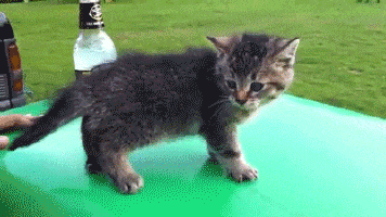 200.gif