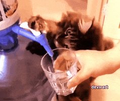Glass Of Water Cat GIF by DevX Art