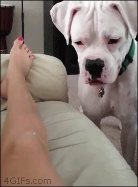 Dog Mean GIF