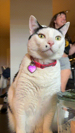 Cat GIF