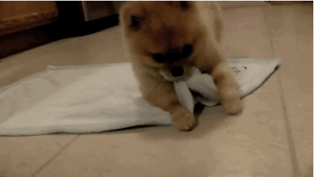 Puppy Diy GIF - Find & Share on GIPHY