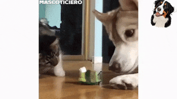 Kiki El Gato GIF