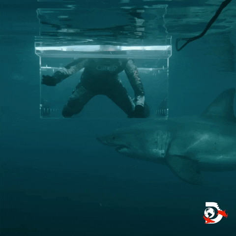 Water Swimming GIF by Shark Week