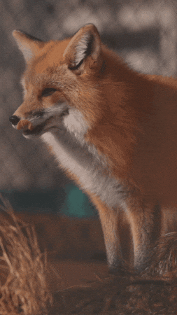 Red fox GIFs on GIPHY - Be Animated