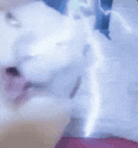 Catlight GIF