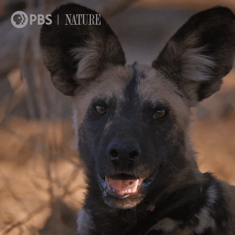 Close Up Dog GIF by Nature on PBS